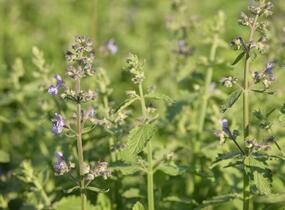 Šanta zkřížená 'Six Hills Giant Gold' - Nepeta x faassenii 'Six Hills Giant Gold'