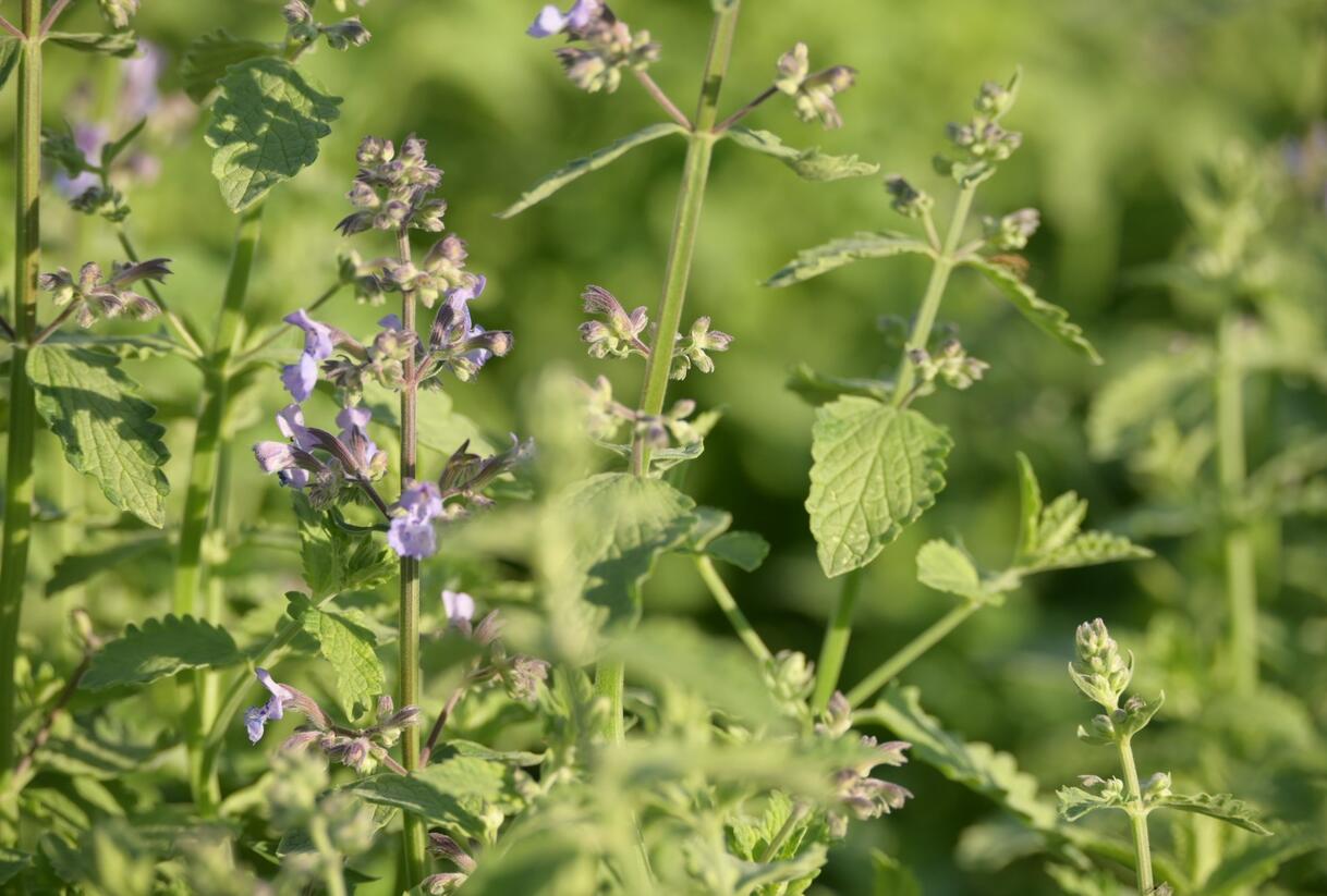 Šanta zkřížená 'Six Hills Giant Gold' - Nepeta x faassenii 'Six Hills Giant Gold'