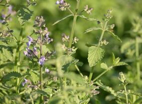 Šanta zkřížená 'Six Hills Giant Gold' - Nepeta x faassenii 'Six Hills Giant Gold'