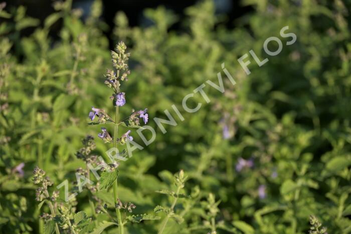 Šanta 'Six Hills Giant Gold' - Nepeta x faassenii 'Six Hills Giant Gold'