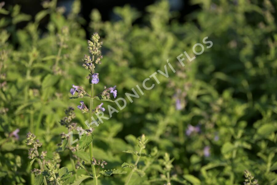 Šanta 'Six Hills Giant Gold' - Nepeta x faassenii 'Six Hills Giant Gold'