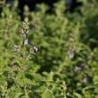 Šanta zkřížená 'Six Hills Giant Gold' - Nepeta x faassenii 'Six Hills Giant Gold'