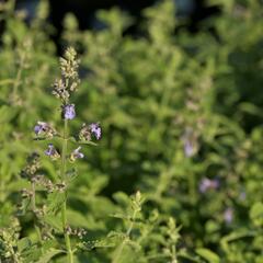 Šanta zkřížená 'Six Hills Giant Gold' - Nepeta x faassenii 'Six Hills Giant Gold'