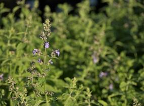 Šanta zkřížená 'Six Hills Giant Gold' - Nepeta x faassenii 'Six Hills Giant Gold'