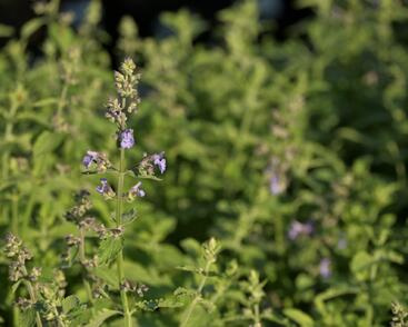 Šanta zkřížená 'Six Hills Giant Gold'