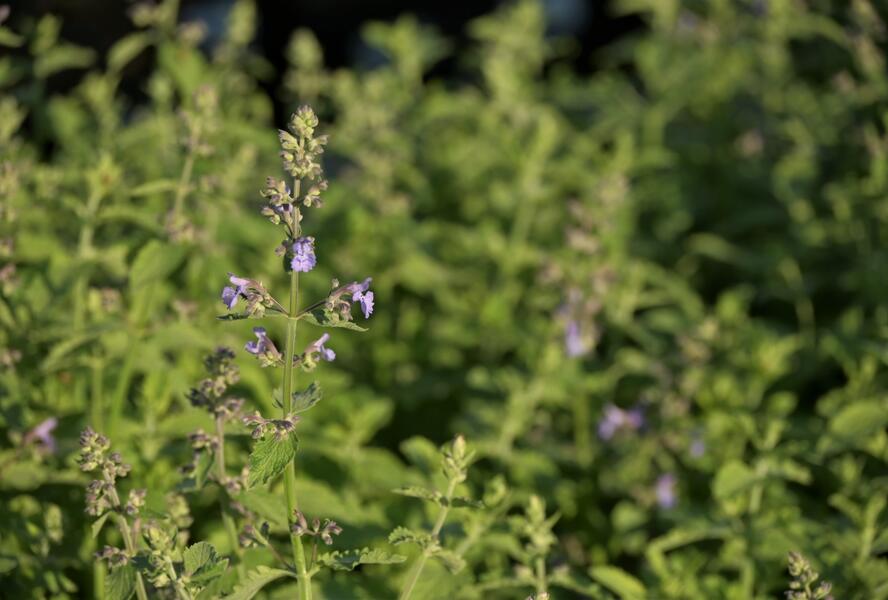 Šanta zkřížená 'Six Hills Giant Gold' - Nepeta x faassenii 'Six Hills Giant Gold'