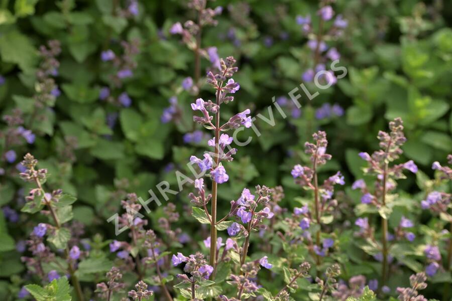 Šanta zkřížená 'Purrsian Blue' - Nepeta x faassenii 'Purrsian Blue'