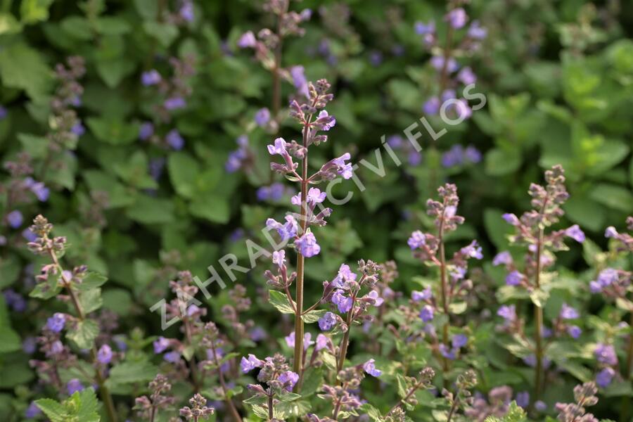 Šanta 'Purrsian Blue' - Nepeta x faassenii 'Purrsian Blue'