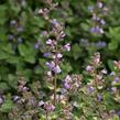 Šanta zkřížená 'Purrsian Blue' - Nepeta x faassenii 'Purrsian Blue'