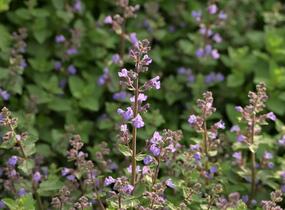 Šanta zkřížená 'Purrsian Blue' - Nepeta x faassenii 'Purrsian Blue'