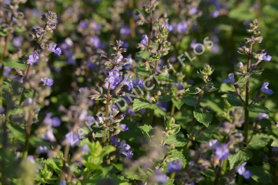 Šanta zkřížená 'Purrsian Blue' - Nepeta x faassenii 'Purrsian Blue'