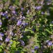 Šanta zkřížená 'Purrsian Blue' - Nepeta x faassenii 'Purrsian Blue'