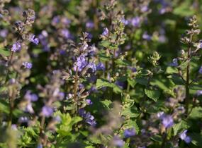 Šanta zkřížená 'Purrsian Blue' - Nepeta x faassenii 'Purrsian Blue'