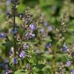 Šanta 'Purrsian Blue' - Nepeta x faassenii 'Purrsian Blue'