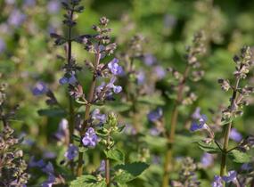 Šanta zkřížená 'Purrsian Blue' - Nepeta x faassenii 'Purrsian Blue'