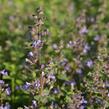 Šanta zkřížená 'Purrsian Blue' - Nepeta x faassenii 'Purrsian Blue'