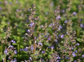 Šanta zkřížená 'Purrsian Blue' - Nepeta x faassenii 'Purrsian Blue'