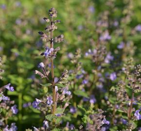 Šanta 'Purrsian Blue' - Nepeta x faassenii 'Purrsian Blue'