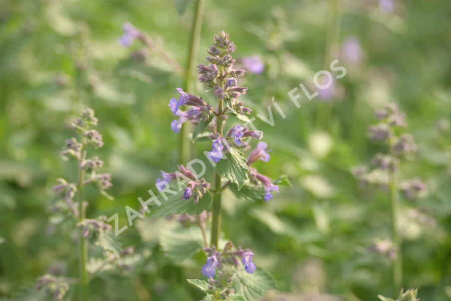 Šanta 'Grol' - Nepeta x faassenii 'Grol'