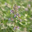 Šanta 'Grol' - Nepeta x faassenii 'Grol'