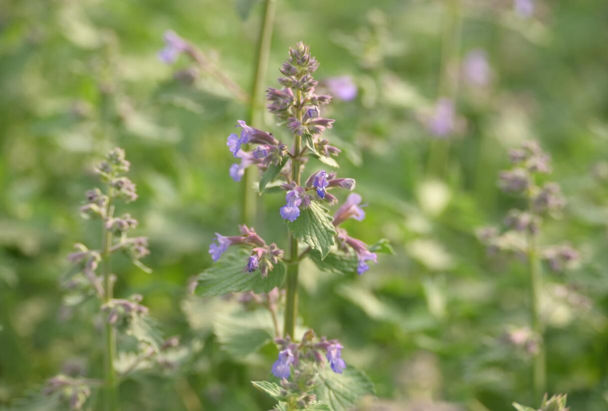 Šanta zkřížená 'Grol' - Nepeta x faassenii 'Grol'