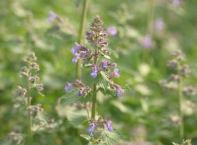 Šanta zkřížená 'Grol' - Nepeta x faassenii 'Grol'