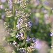 Šanta 'Grol' - Nepeta x faassenii 'Grol'