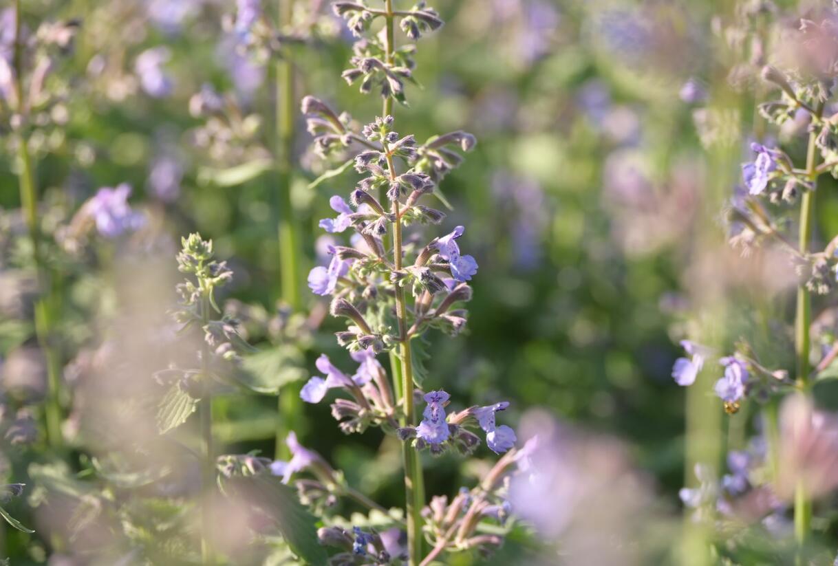 Šanta zkřížená 'Grol' - Nepeta x faassenii 'Grol'