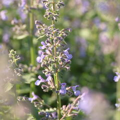 Šanta zkřížená 'Grol' - Nepeta x faassenii 'Grol'