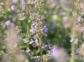 Šanta zkřížená 'Grol' - Nepeta x faassenii 'Grol'