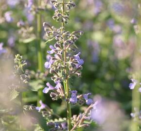 Šanta 'Grol' - Nepeta x faassenii 'Grol'