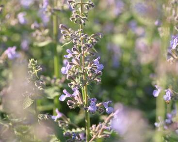 Šanta zkřížená 'Grol'