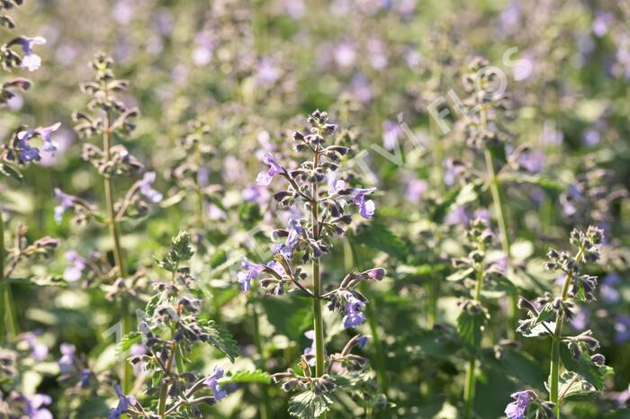 Šanta zkřížená 'Junior Walker' - Nepeta x faassenii 'Junior Walker'