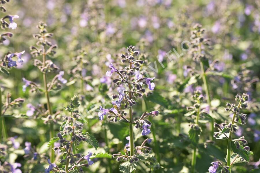Šanta zkřížená 'Junior Walker' - Nepeta x faassenii 'Junior Walker'