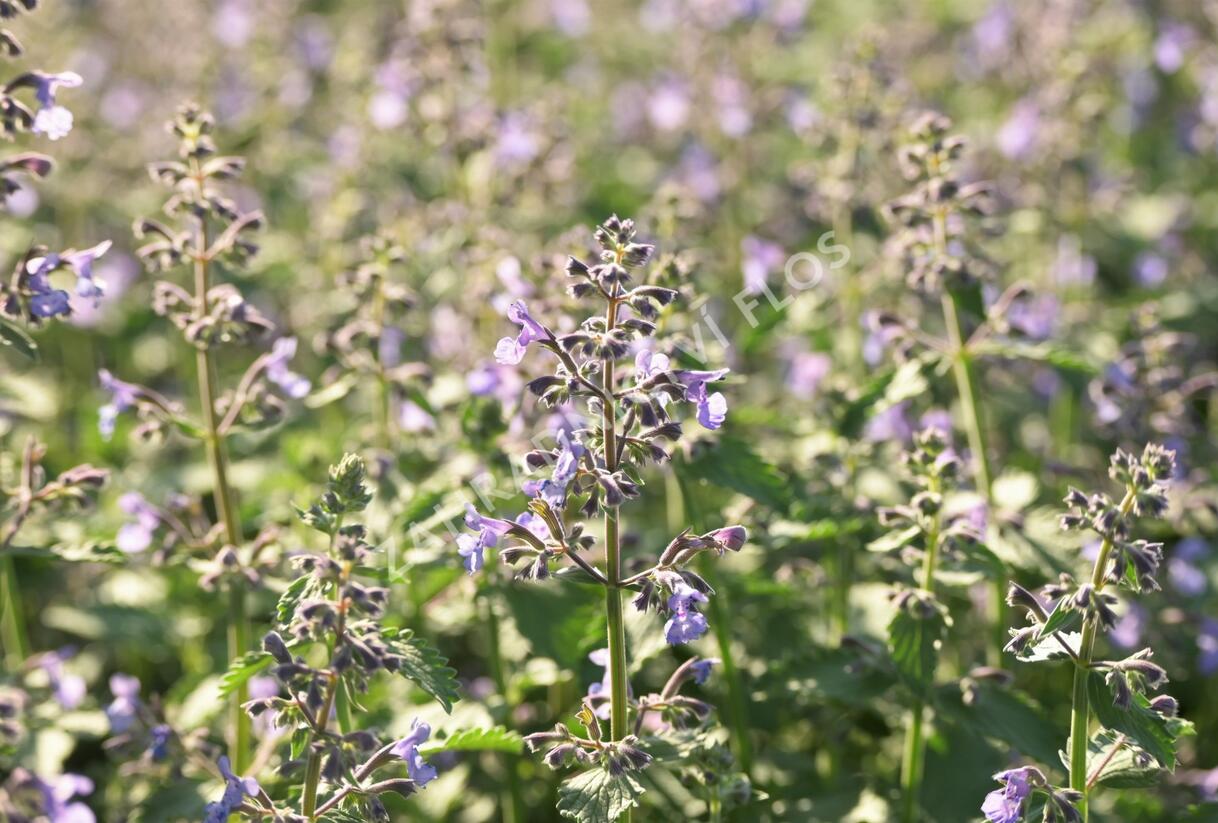 Šanta zkřížená 'Junior Walker' - Nepeta x faassenii 'Junior Walker'
