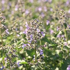 Šanta 'Junior Walker' - Nepeta x faassenii 'Junior Walker'