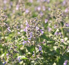 Šanta 'Junior Walker' - Nepeta x faassenii 'Junior Walker'