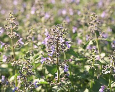 Šanta zkřížená 'Junior Walker'