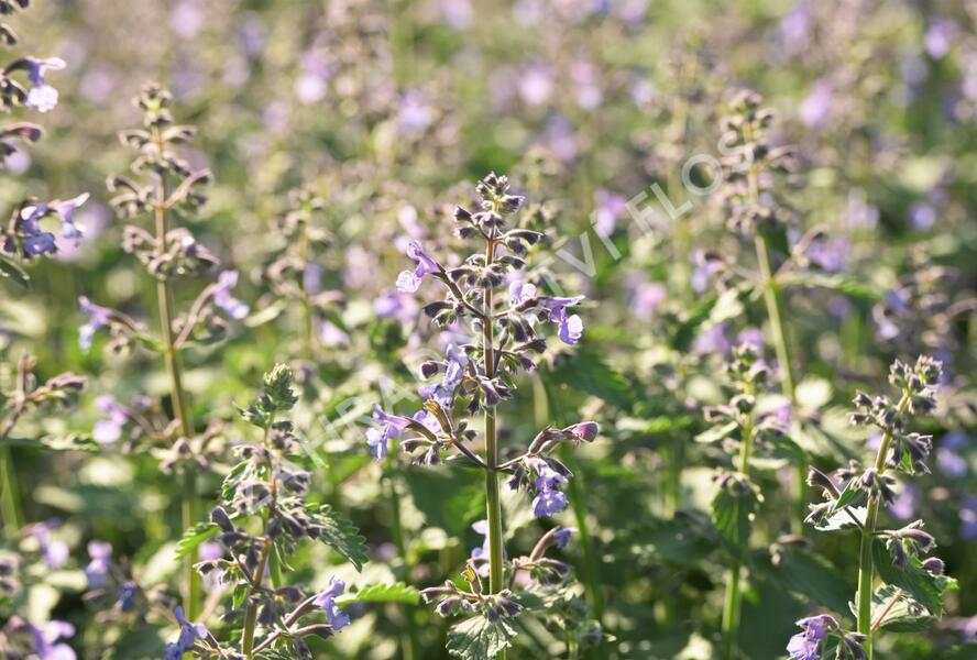 Šanta zkřížená 'Junior Walker' - Nepeta x faassenii 'Junior Walker'
