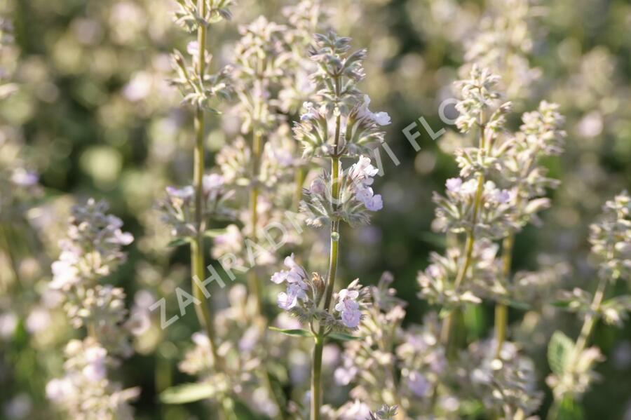 Šanta 'Gletschereis' - Nepeta x faassenii 'Gletschereis'