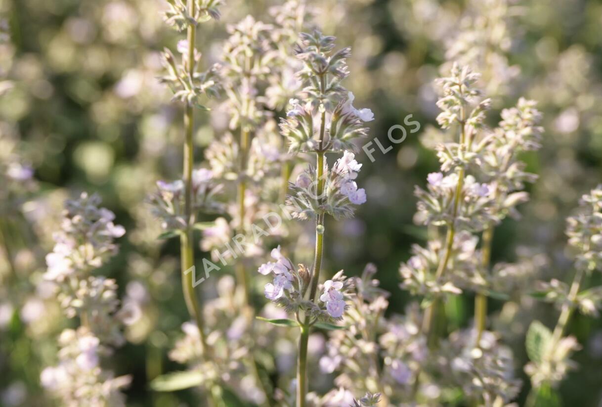 Šanta zkřížená 'Gletschereis' - Nepeta x faassenii 'Gletschereis'