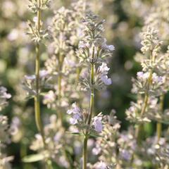 Šanta 'Gletschereis' - Nepeta x faassenii 'Gletschereis'