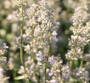 Šanta zkřížená 'Gletschereis' - Nepeta x faassenii 'Gletschereis'