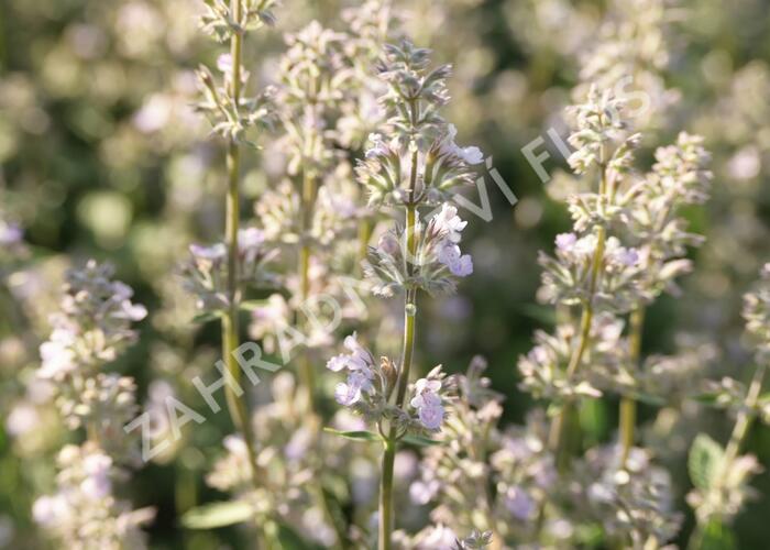 Šanta 'Gletschereis' - Nepeta x faassenii 'Gletschereis'