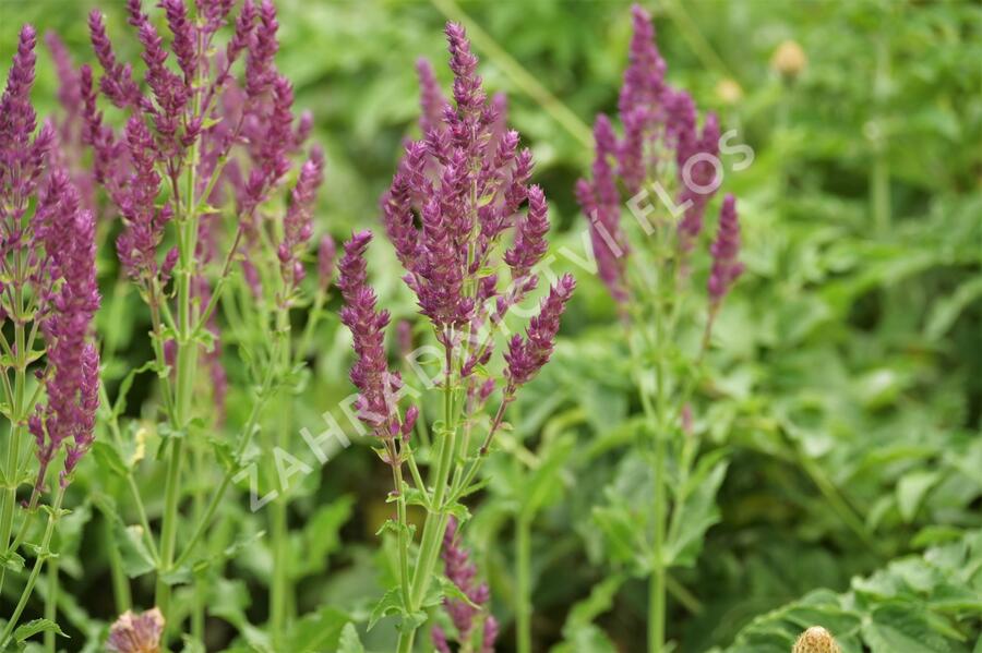 Šalvěj hajní 'Schwellenburg' - Salvia nemorosa 'Schwellenburg'