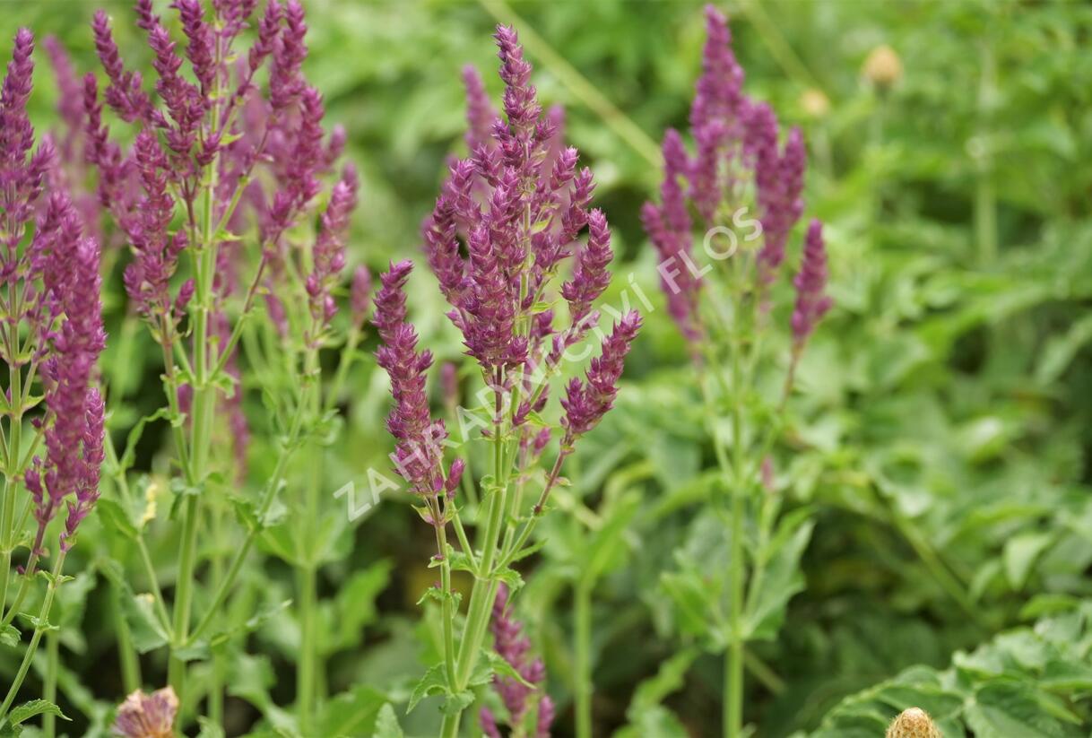 Šalvěj hajní 'Schwellenburg' - Salvia nemorosa 'Schwellenburg'