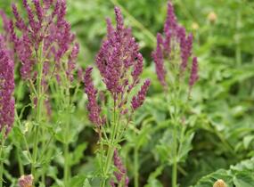 Šalvěj hajní 'Schwellenburg' - Salvia nemorosa 'Schwellenburg'