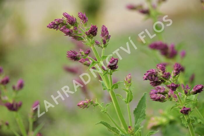 Šalvěj hajní 'Schwellenburg' - Salvia nemorosa 'Schwellenburg'