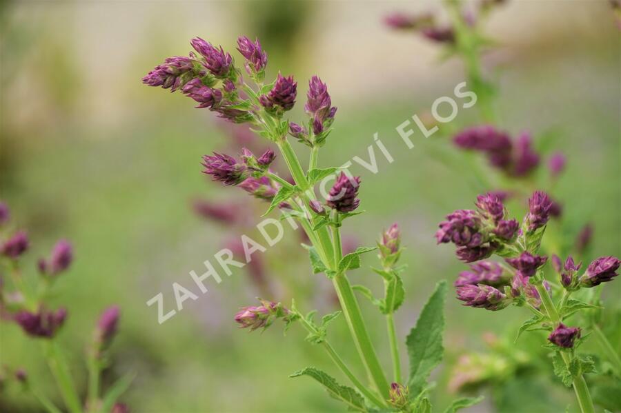 Šalvěj hajní 'Schwellenburg' - Salvia nemorosa 'Schwellenburg'