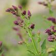 Šalvěj hajní 'Schwellenburg' - Salvia nemorosa 'Schwellenburg'